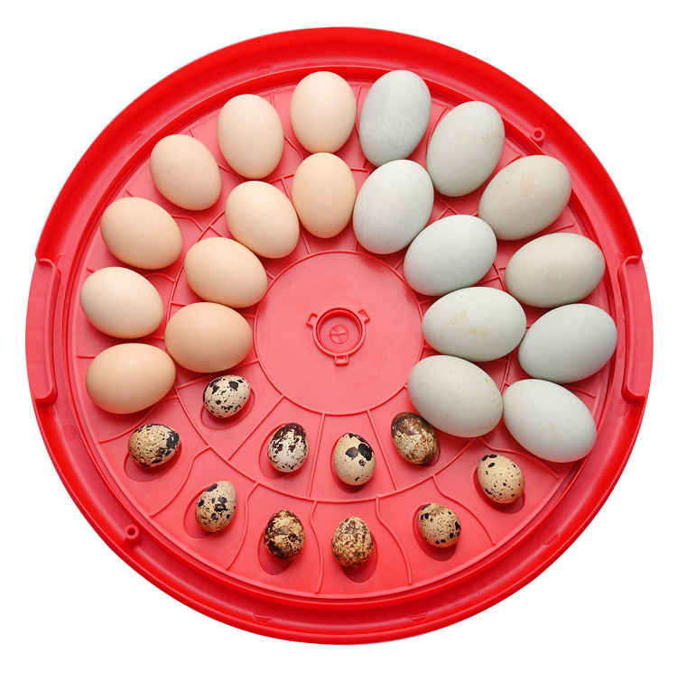 َAutomatic Egg Incubator 30 smile